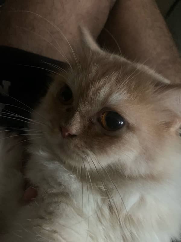 persian cat in light brown and white colour vaccinated friendly 12