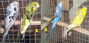 BREEDER PAIR. DOUBLE FLOWER + BUDGIES AUSTRALIAN BIG SIZE BIRDS FLY OK