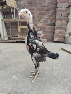 japanese black and lakha o shamo Chicks available whire shamo breader