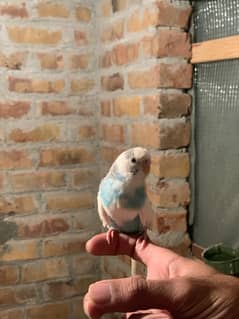 Handtame budgie for sale