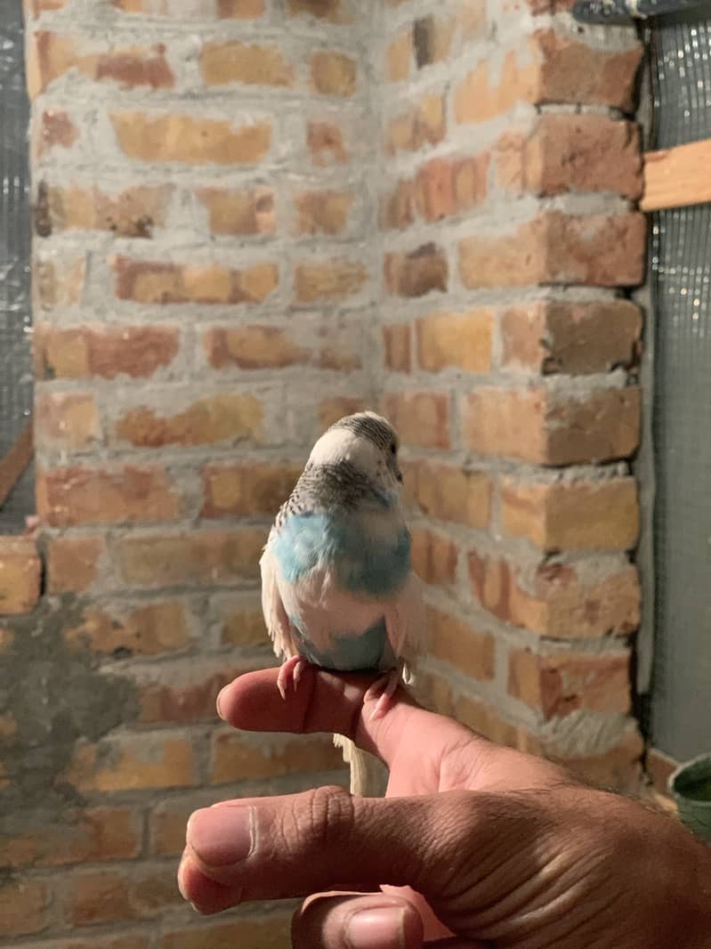 Handtame budgie for sale 1