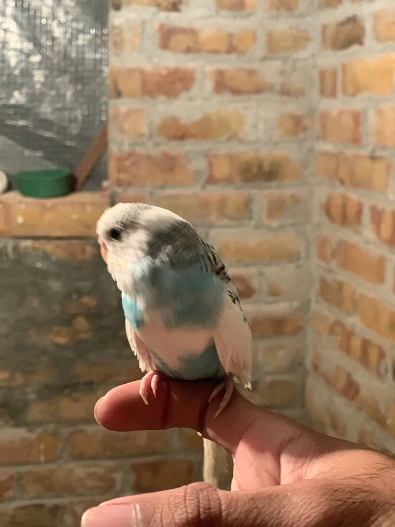 Handtame budgie for sale 2