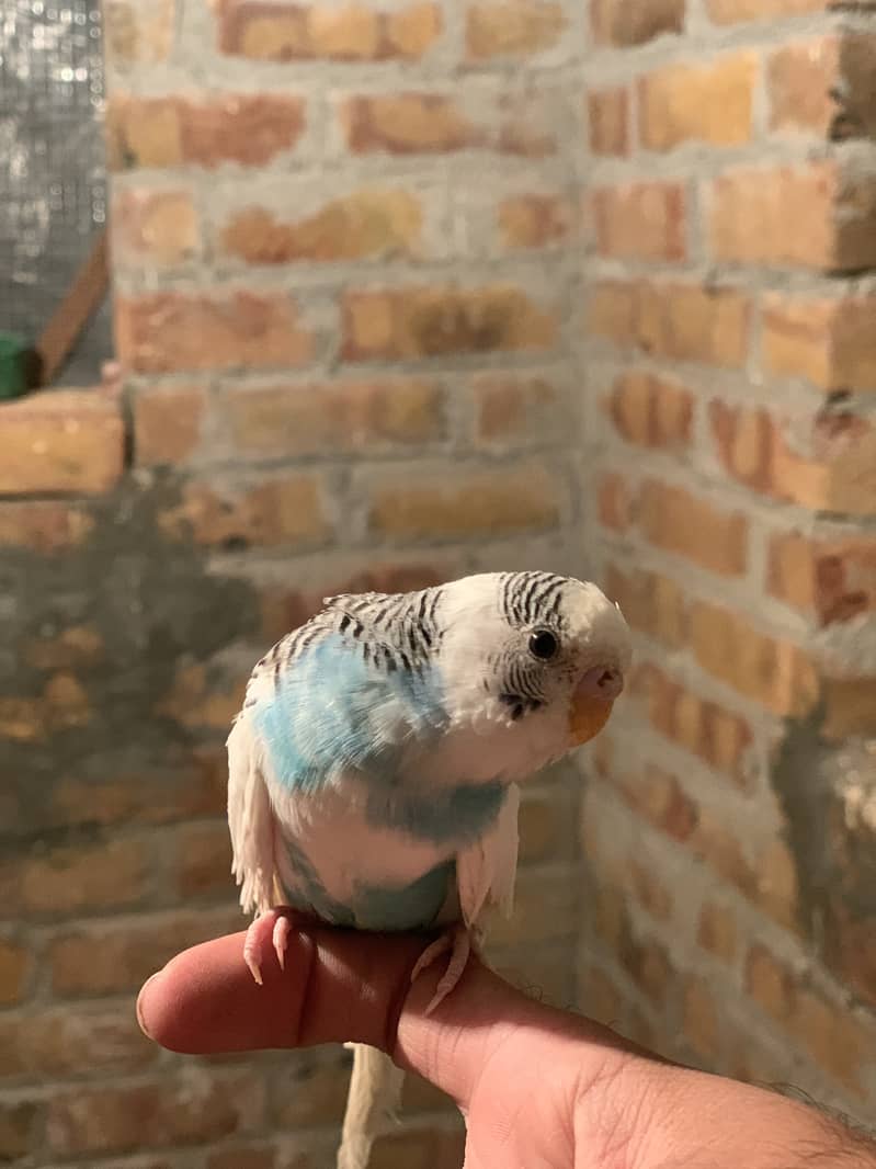 Handtame budgie for sale 3