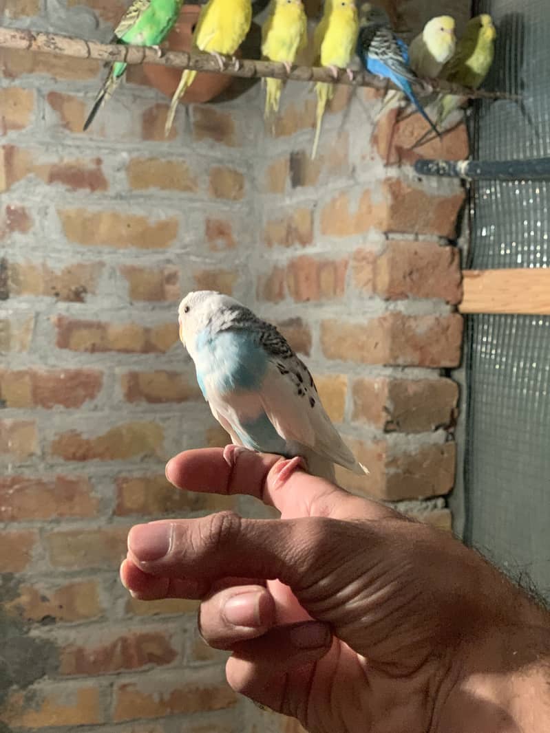 Handtame budgie for sale 4