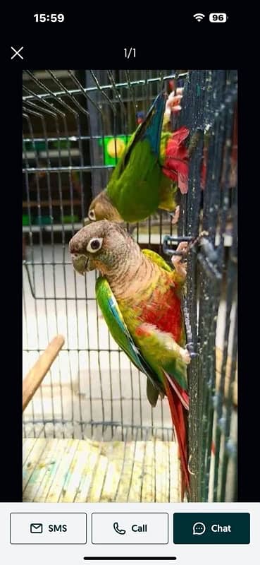 Yellow Sided Conure 0