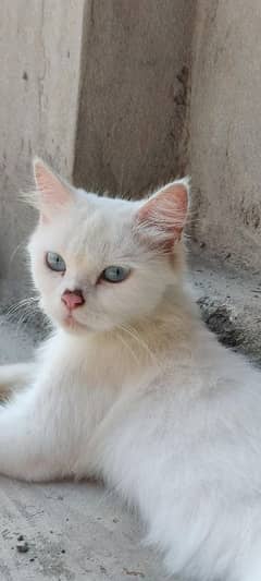 persian female cat blue eyes