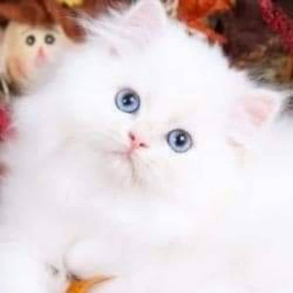 Persian triple coat kittens 0