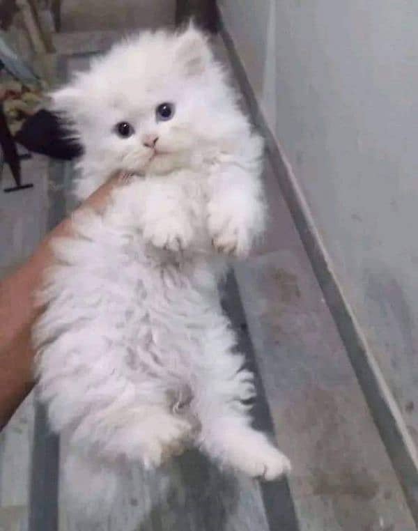 Persian triple coat kittens 1