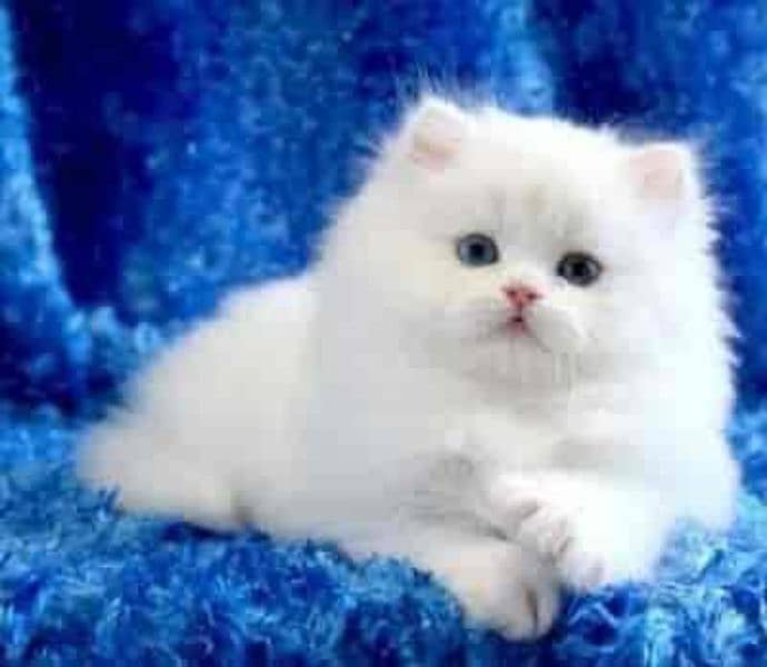 Persian triple coat kittens 2