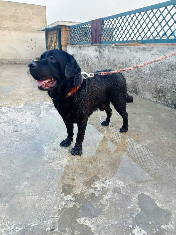 Labrador male  available for urgent Sale 4