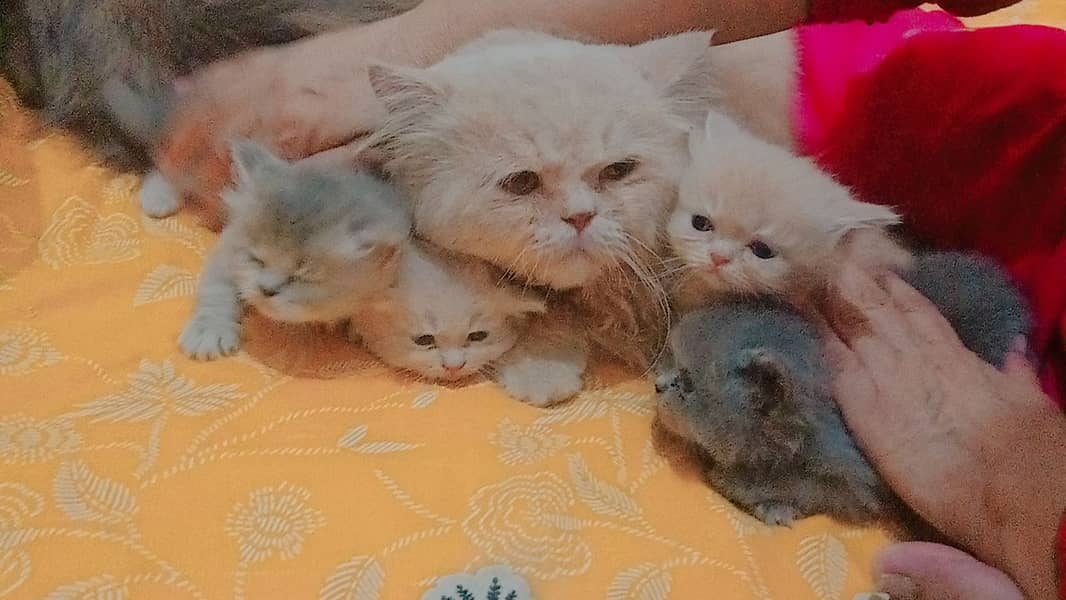 4 Persian Cute Fluffy Kittens. 1 month age. washroom and litter train. 15