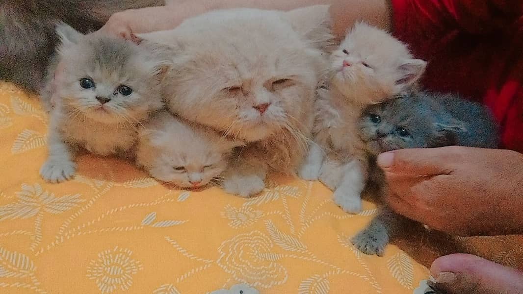 4 Persian Cute Fluffy Kittens. 1 month age. washroom and litter train. 13