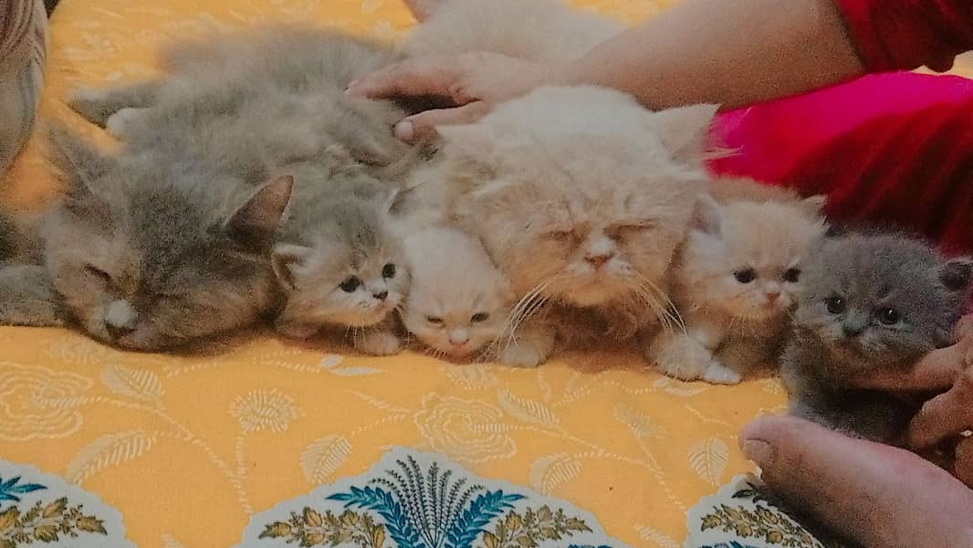 4 Persian Cute Fluffy Kittens. 1 month age. washroom and litter train. 14