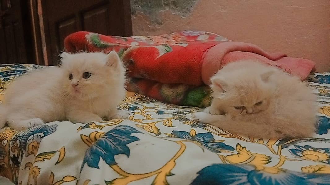 4 Persian Cute Fluffy Kittens. 1 month age. washroom and litter train. 12