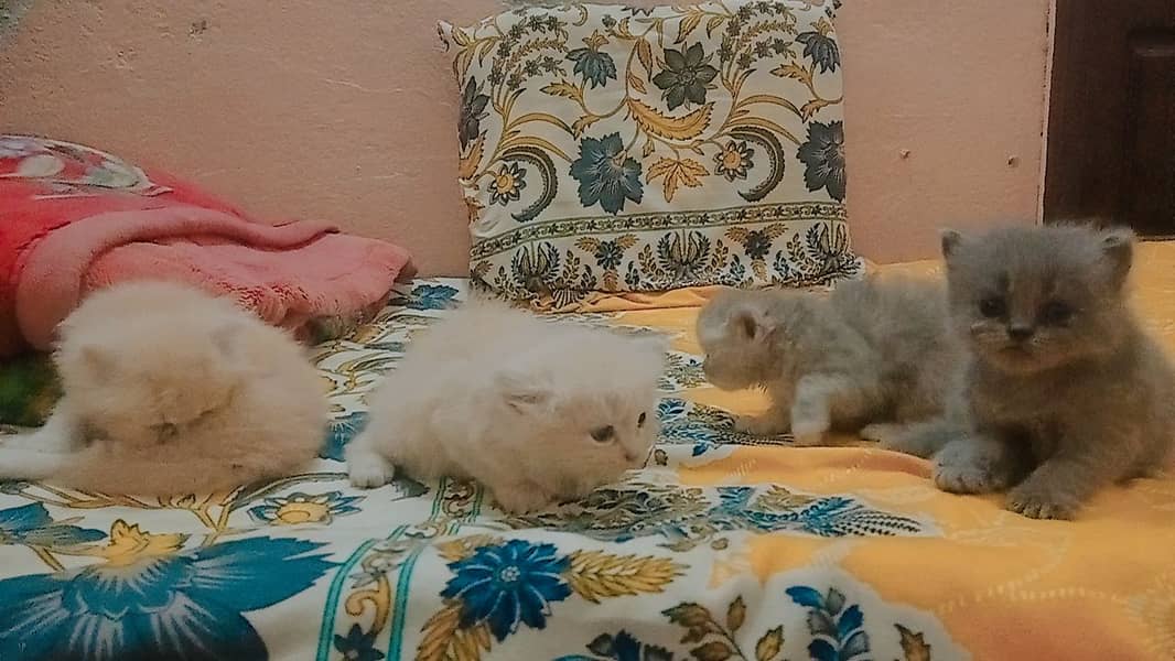 4 Persian Cute Fluffy Kittens. 1 month age. washroom and litter train. 11