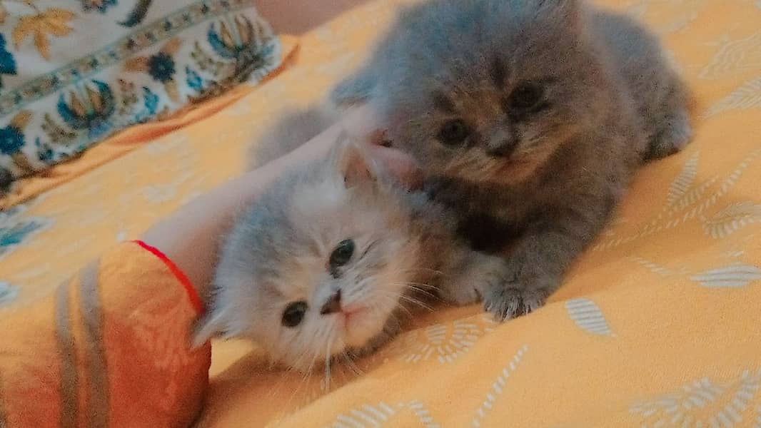 4 Persian Cute Fluffy Kittens. 1 month age. washroom and litter train. 10