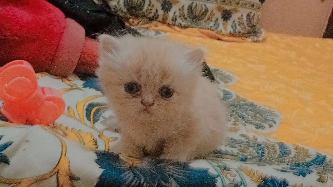 4 Persian Cute Fluffy Kittens. 1 month age. washroom and litter train. 8