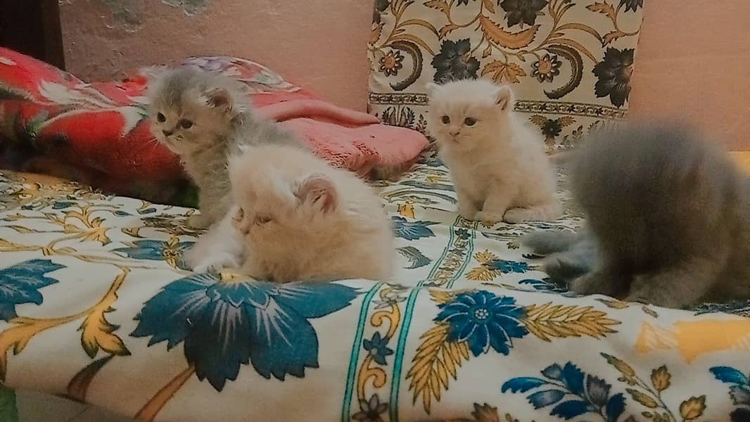 4 Persian Cute Fluffy Kittens. 1 month age. washroom and litter train. 7