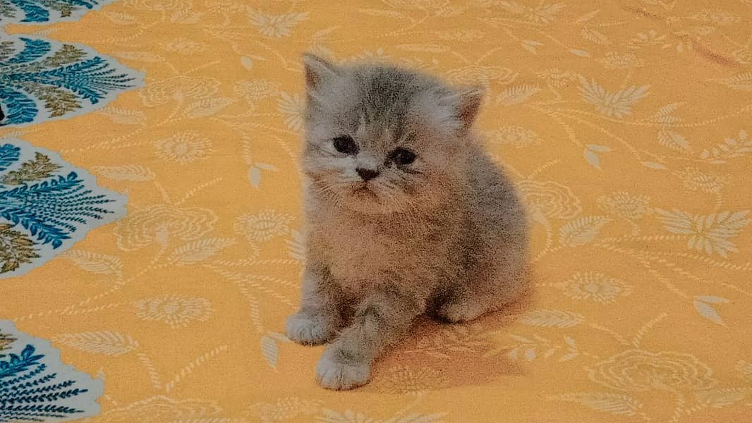 4 Persian Cute Fluffy Kittens. 1 month age. washroom and litter train. 6