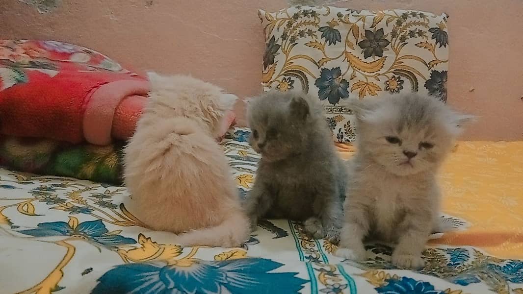 4 Persian Cute Fluffy Kittens. 1 month age. washroom and litter train. 2