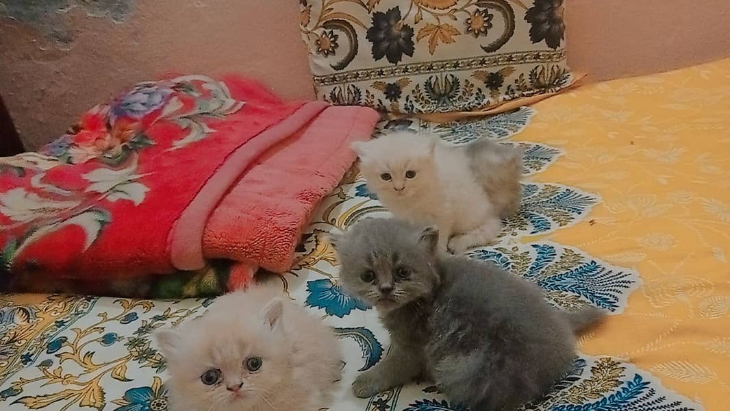 4 Persian Cute Fluffy Kittens. 1 month age. washroom and litter train. 1