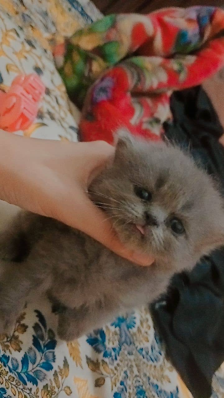 4 Persian Cute Fluffy Kittens. 1 month age. washroom and litter train. 4