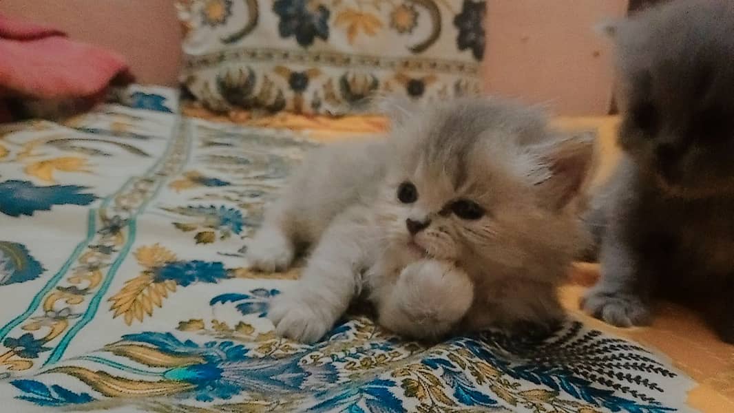 4 Persian Cute Fluffy Kittens. 1 month age. washroom and litter train. 3