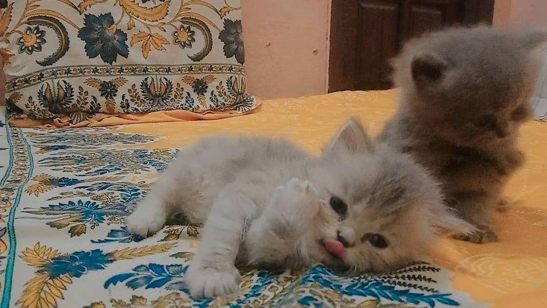 4 Persian Cute Fluffy Kittens. 1 month age. washroom and litter train. 5