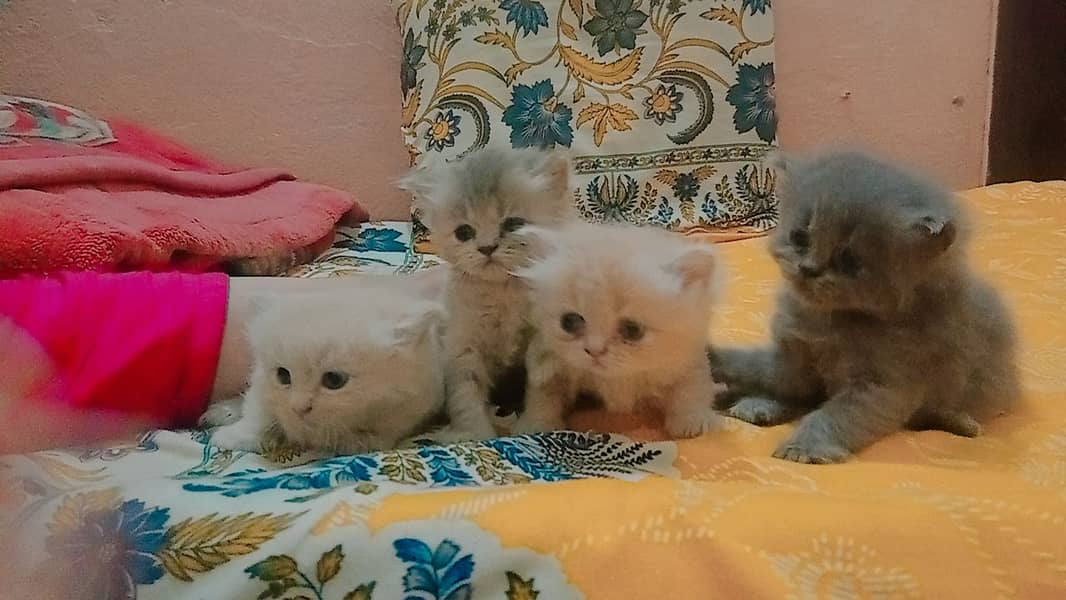 4 Persian Cute Fluffy Kittens. 1 month age. washroom and litter train. 0