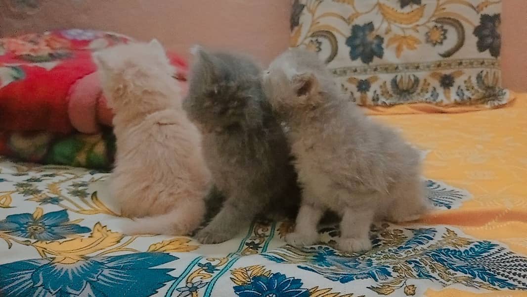 4 Persian Cute Fluffy Kittens. 1 month age. washroom and litter train. 9