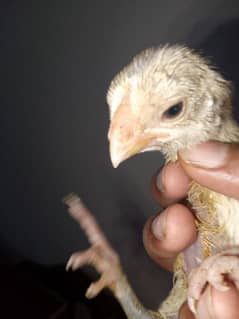 Parrot beak long tail chicks