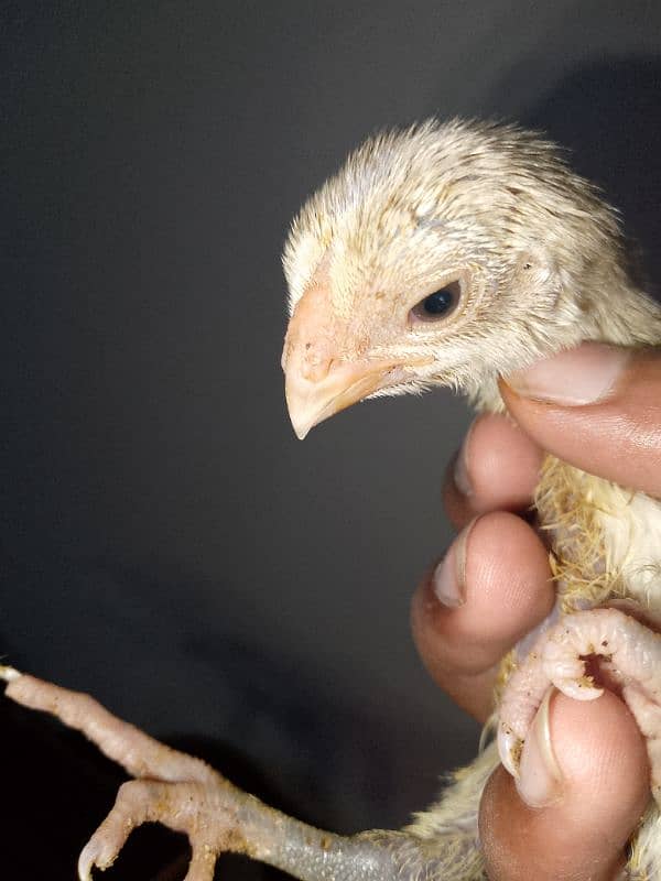 Parrot beak long tail chicks 1