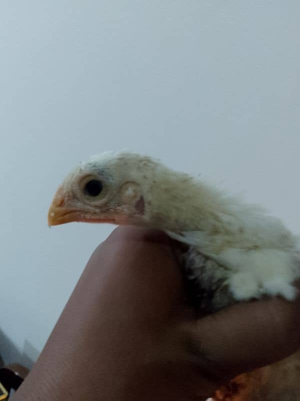 Parrot beak long tail chicks 2