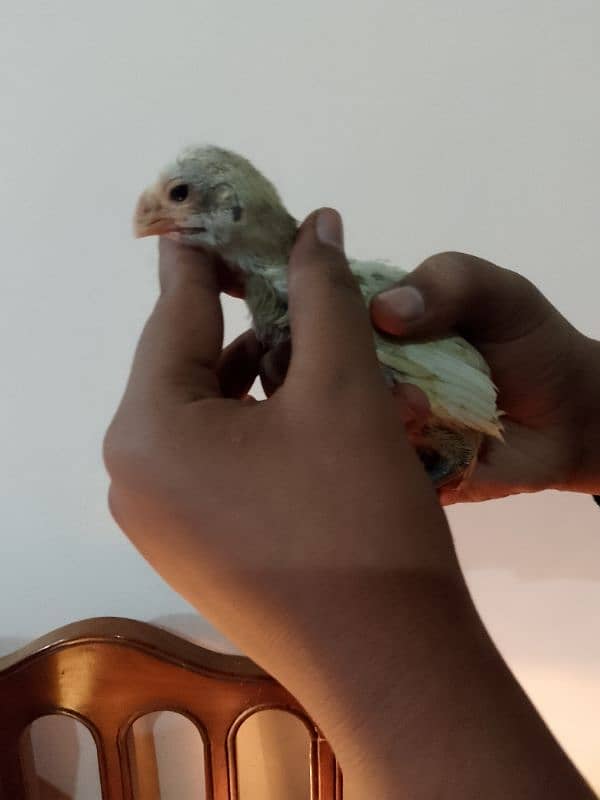 Parrot beak long tail chicks 4