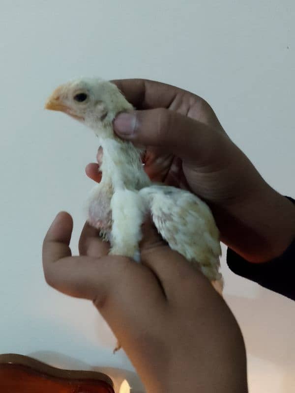 Parrot beak long tail chicks 5