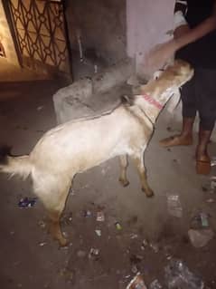 Bakra for sell male