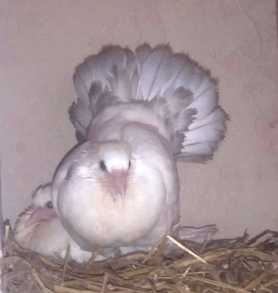 white lucky pigeon home raised 0