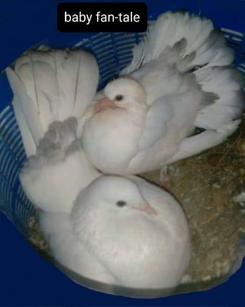 white lucky pigeon home raised 1