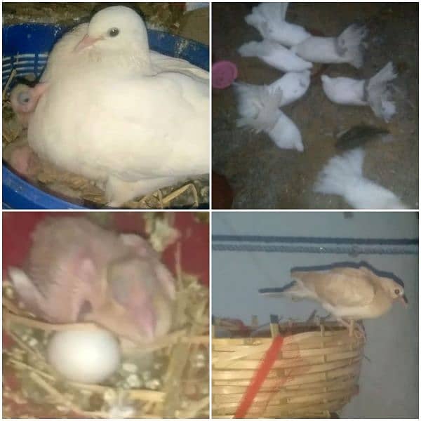 white lucky pigeon home raised 2