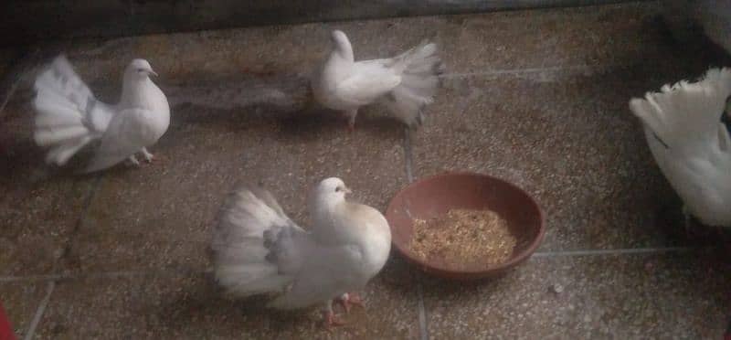 white lucky pigeon home raised 3