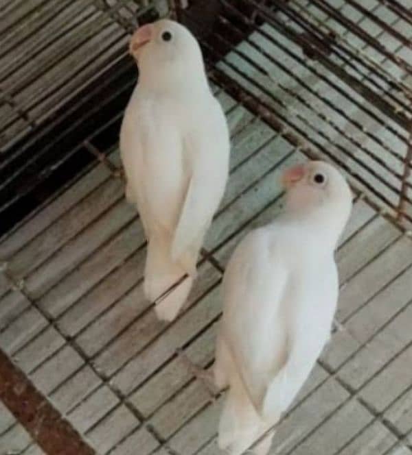 I am selling love birds, buggies and Java . WhatsApp 0321/511/7610 0