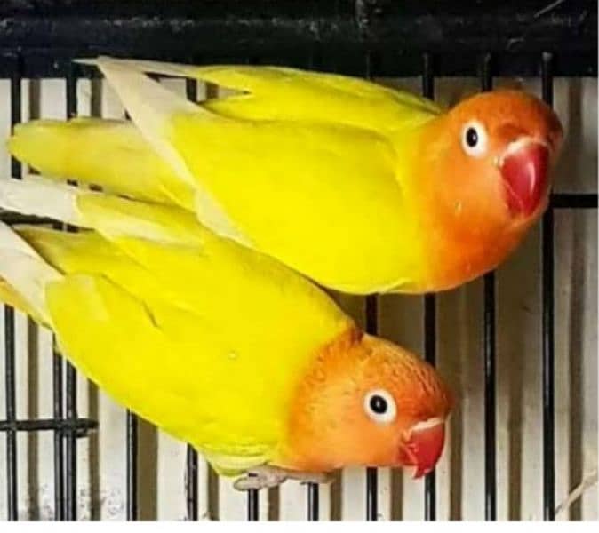 I am selling love birds, buggies and Java . WhatsApp 0321/511/7610 2