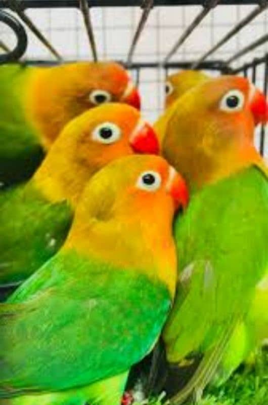 I am selling love birds, buggies and Java . WhatsApp 0321/511/7610 4