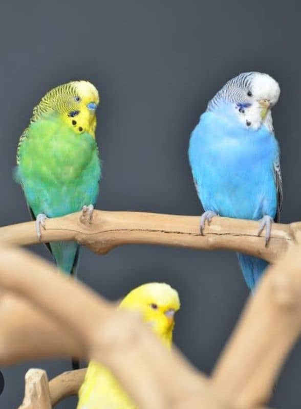 I am selling love birds, buggies and Java . WhatsApp 0321/511/7610 7