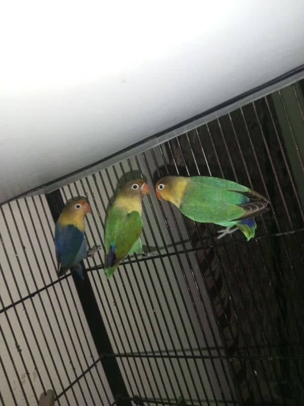 Love birds 5