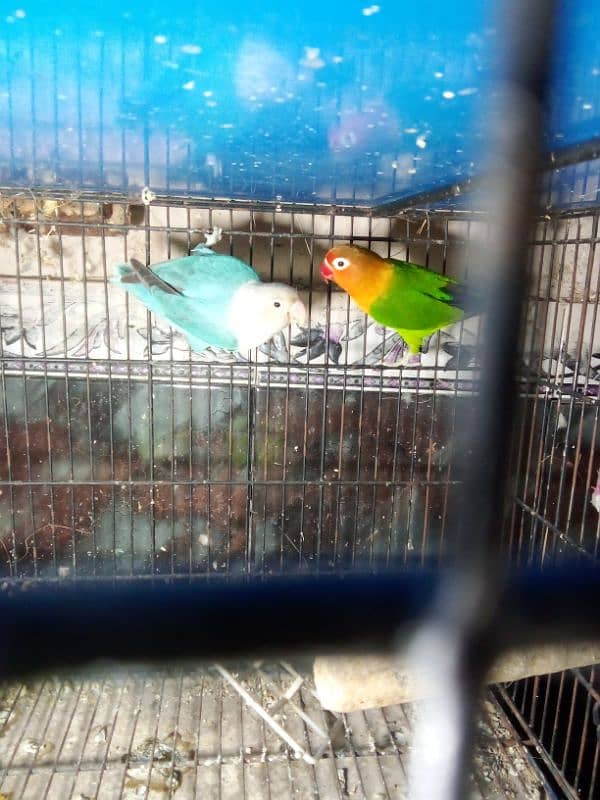 green fesher male split opline female blue opline 5