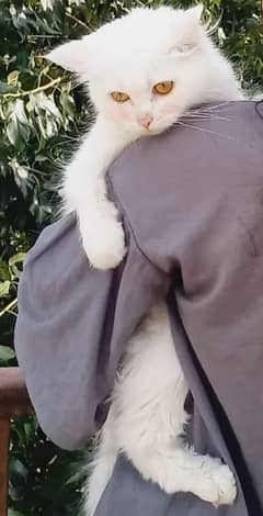 Persian Cat