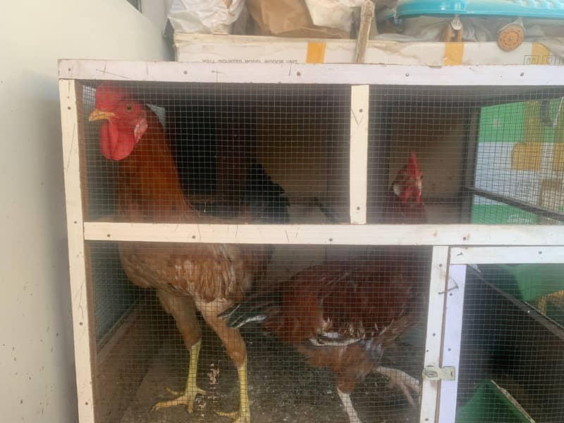 Hens Pair for Sell in Karachi 0