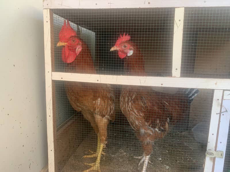 Hens Pair for Sell in Karachi 1