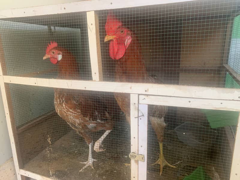 Hens Pair for Sell in Karachi 2